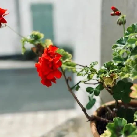 Дом отдыха Charming Fisherman's In Ars En Re Арс-эн-Рэ